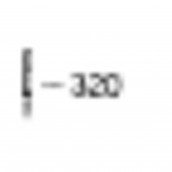 Platine Halterung (Kennzeichnung 320)