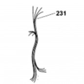 Thermistor-Leitungsstrang (Kennzeichen 231)